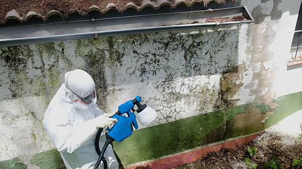 Top rated local Mold Remediation specialists in Henderson, TN